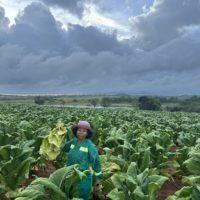 Tobacco harvesting Season | Buy Tobacco Online Near Me USA, UK, Canada, China, Japan, Germany, Italy