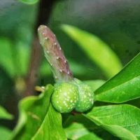 +27710732372 Get Rid Of Chronic Inflammatory Diseases In Granrudmoen In Norway And South Africa
