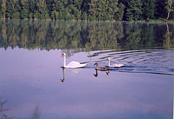 Romantika rybníka nedaleko pramene Svitavy.